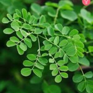 Organic Moringa Powder – Natural Superfood