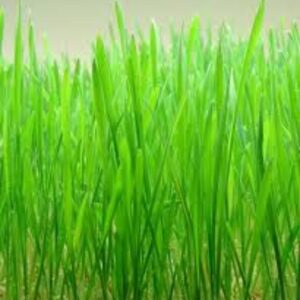 Organic Wheatgrass