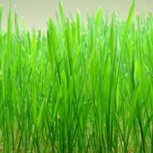 Organic Wheatgrass