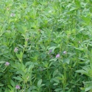 Alfalfa PDR Natural Health Supliments