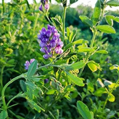 Alfalfa PDR Natural Health Supliments