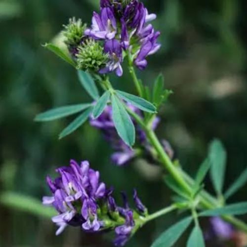 Alfalfa PDR Natural Health Supliments