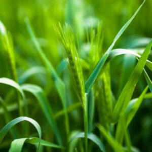 Barely Grass for Your Good Health Benefit